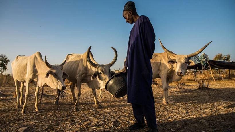 Pastoralist feeding animals